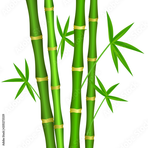 Green bamboo stems with leaves on a white background.