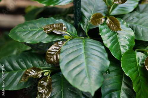 Green young coffee (Coffea arabica in latin) leaves.