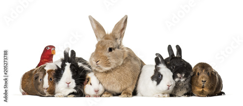 Fotografija Rabbits, Guinea Pigs and chattering lory parrot sitting against white background