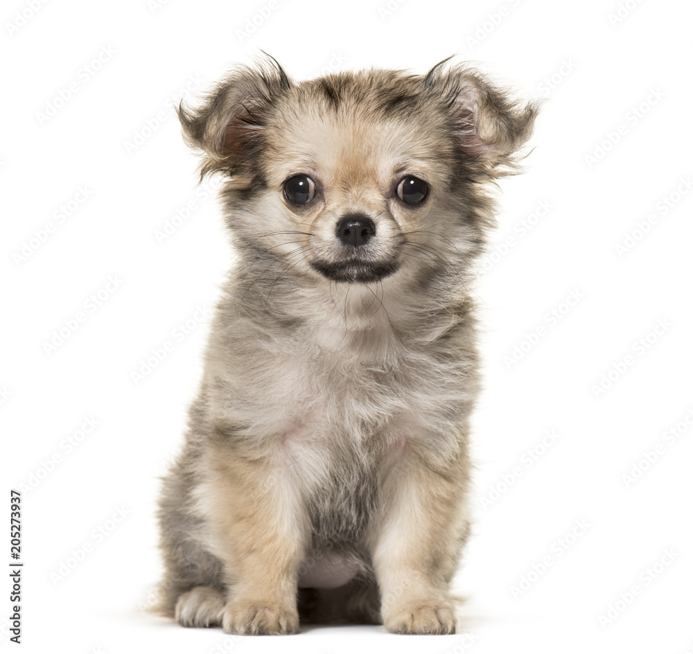Chihuahua puppy, 3 months old, sitting against white background