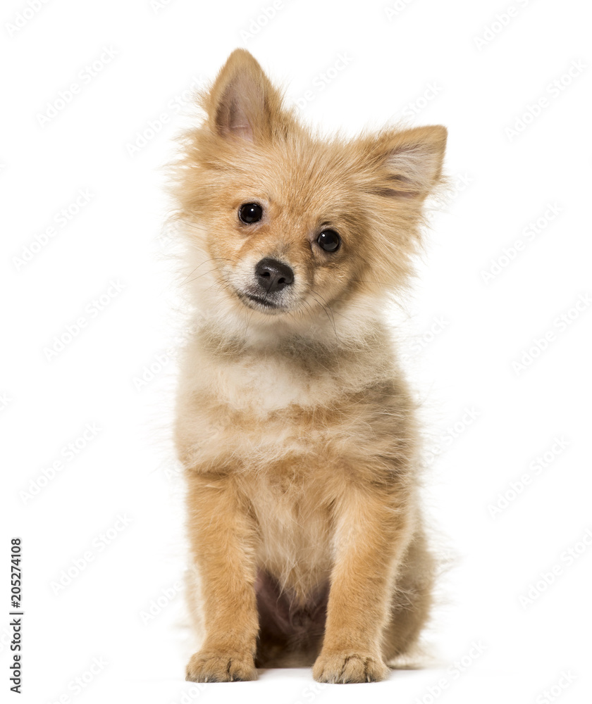 Obraz premium Pomeranian puppy, 5 months old, sitting against white background