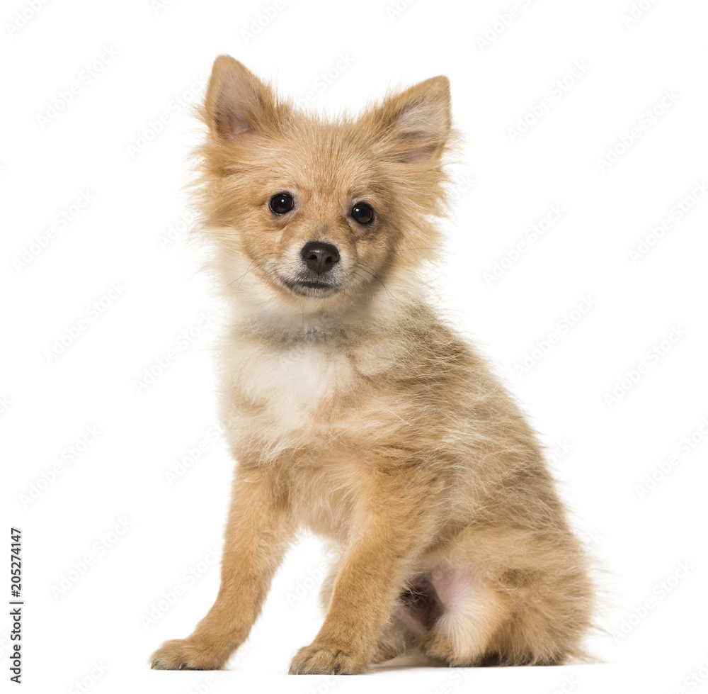 Pomeranian puppy , 5 months old, sitting against white background