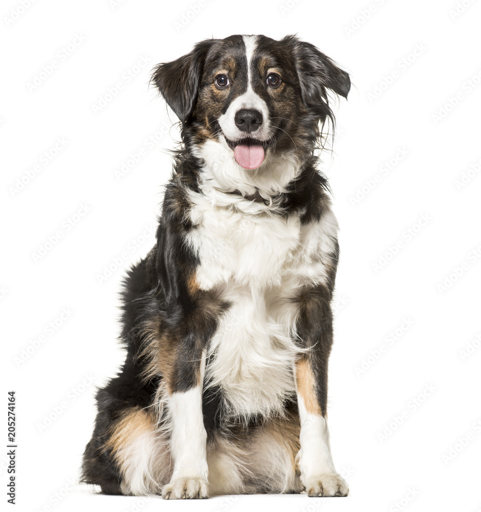 Mixed-breed dog , 5 years old, sitting against white background