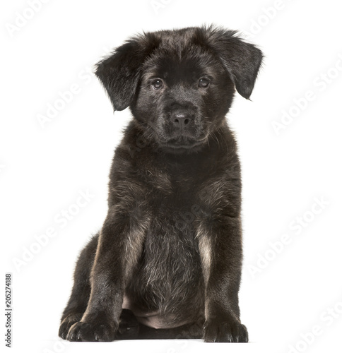 Fototapeta Naklejka Na Ścianę i Meble -  Mixed-breed dog , 2 months old, sitting against white background