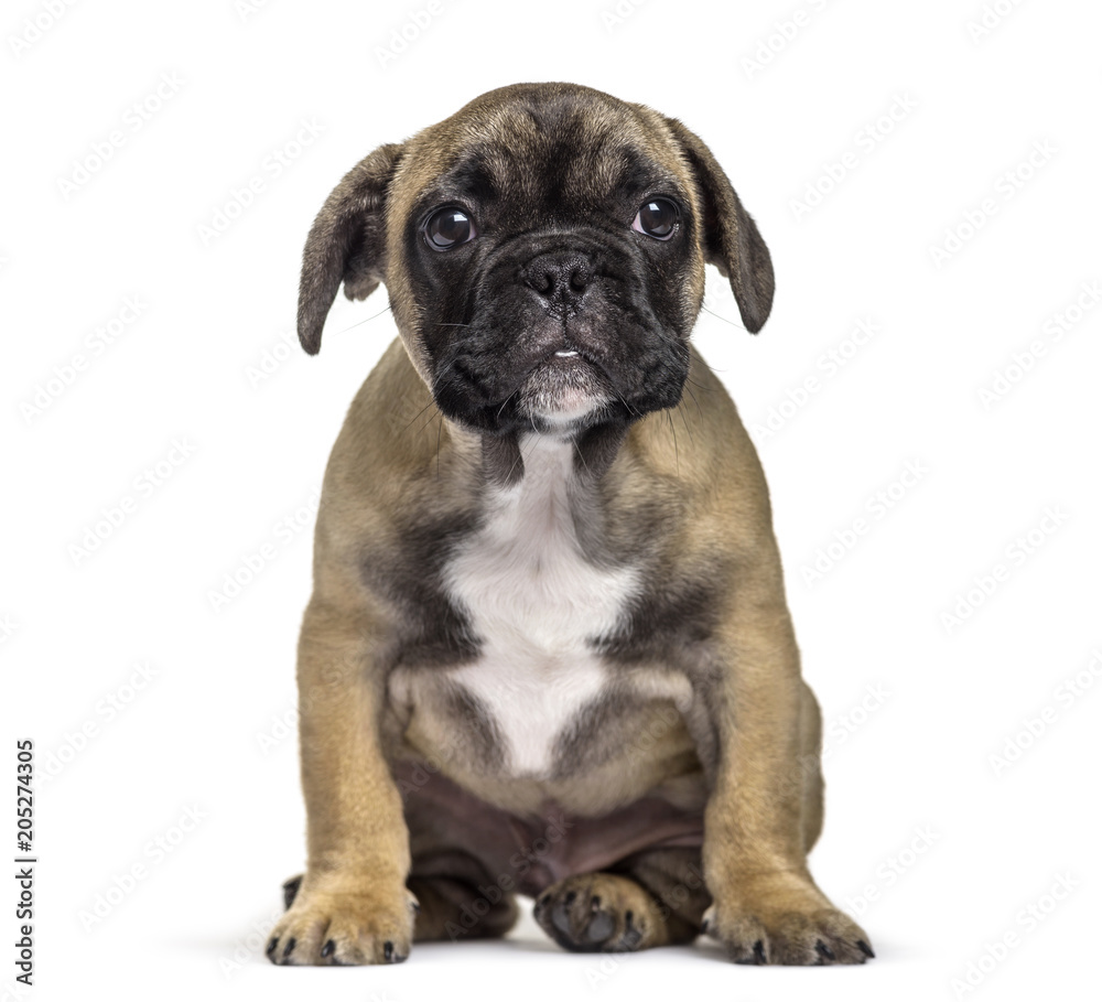 French Bulldog , 3 months old, sitting against white background
