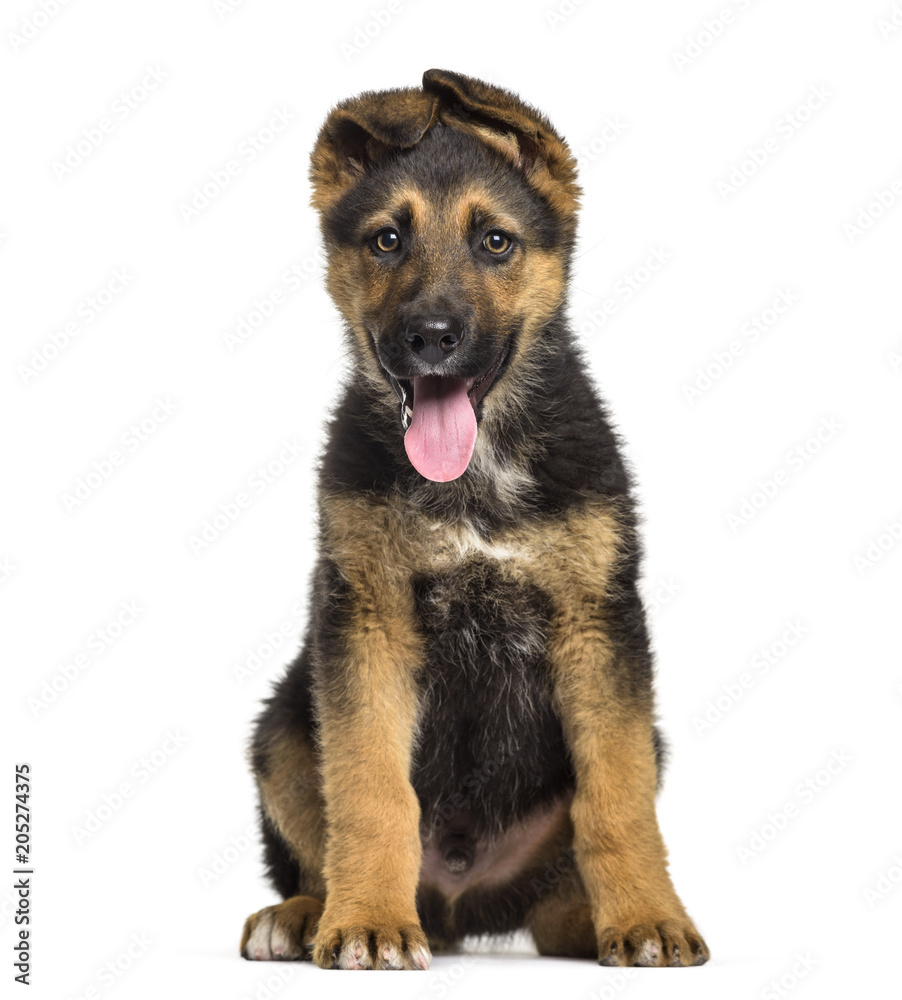 German Shepherd puppy , 3 months old, sitting against white background German Shepherd puppy , 3 months old, sitting against white background
