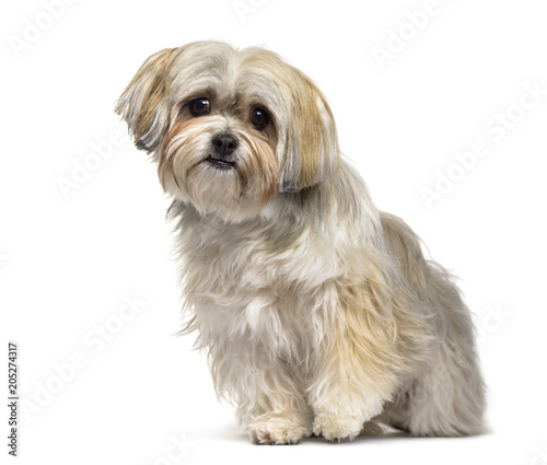 Fototapeta Naklejka Na Ścianę i Meble -  Mixed-breed dog , 2 years old, sitting against white background
