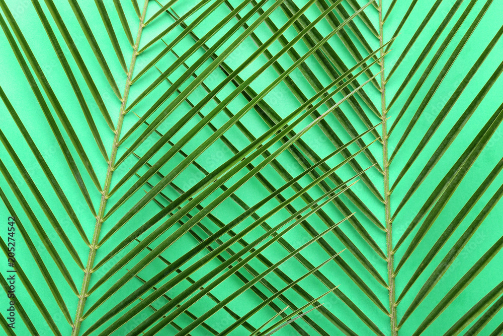Palm leafs on green background Palm leafs on green background