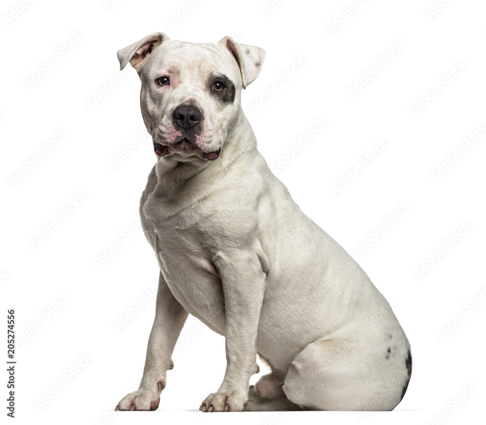 American Staffordshire Terrier , 9 months old, sitting against white background