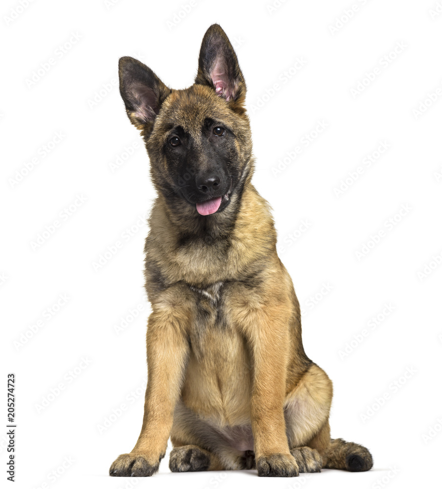 Fototapeta Belgian Shepherd dog, 4 months old, sitting against white background