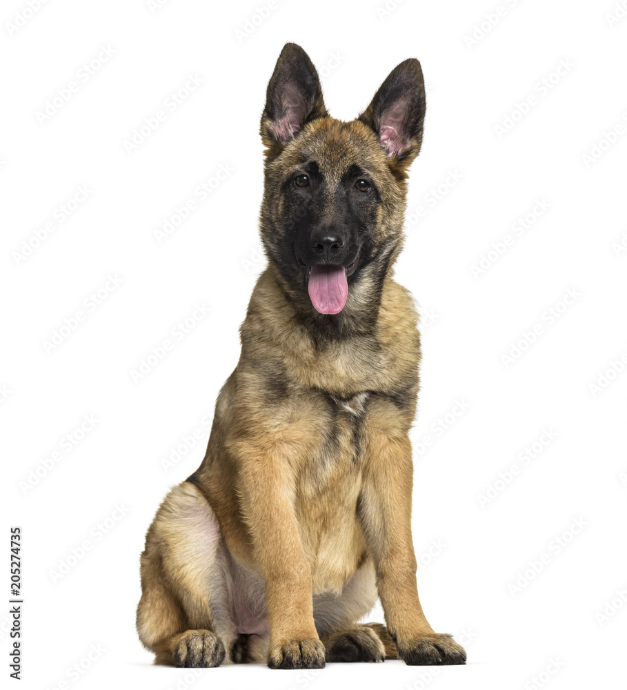 Belgian Shepherd dog, 4 months old, sitting against white background