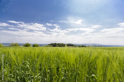 Beautiful wheat hay meadow crop field agriculture food nature spring sun landscape