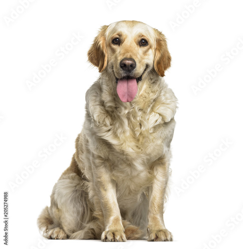Fototapeta Naklejka Na Ścianę i Meble -  Labrador Retriever dog, 1 year old, sitting against white background