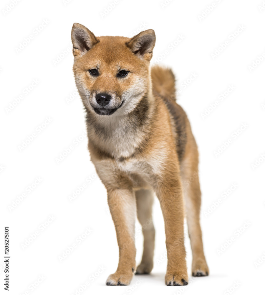 Shiba Inu dog standing against white background