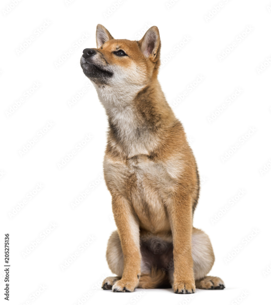 Shiba Inu dog sitting against white background