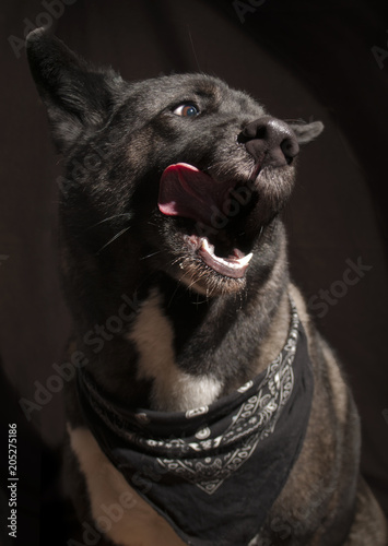 Dog portrait with outside tongue dark backgraund; retrato de perro con lengua afuera sobre fondo oscuro