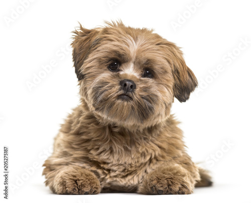 Lhasa apso dog, 8 months old, lying against white background