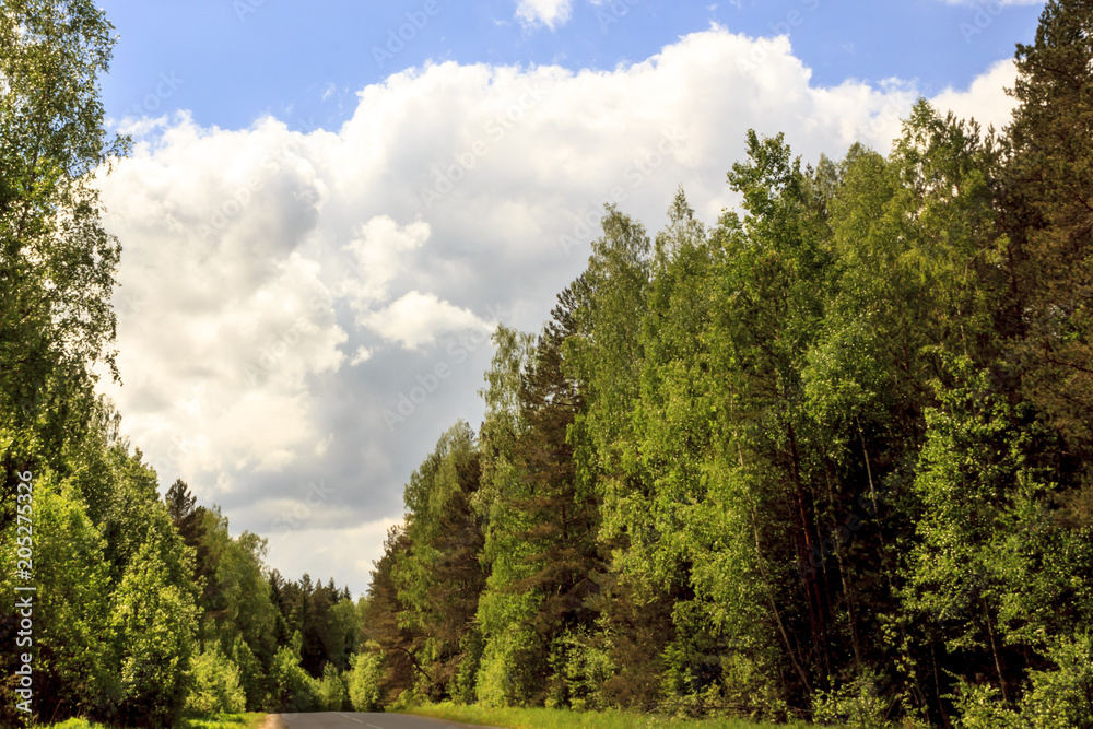 A clear, sunny day. Summer. Forest all green and blue sky