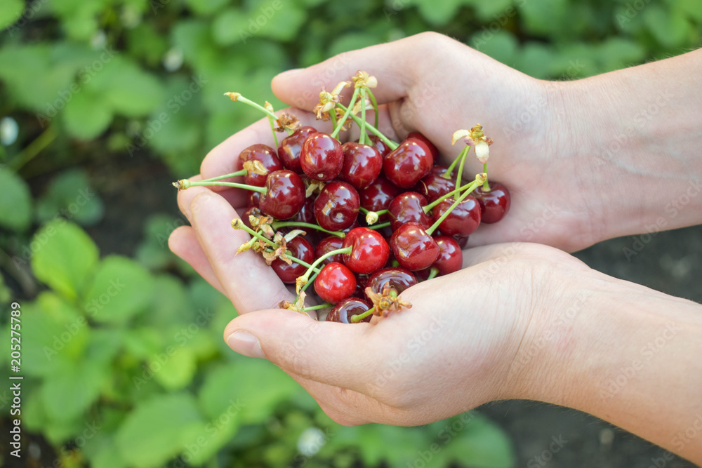 organic red cherries in hands. organic red cherries in hands.