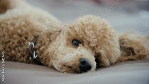 Poodle dog resting on a blanket. Slow motion.