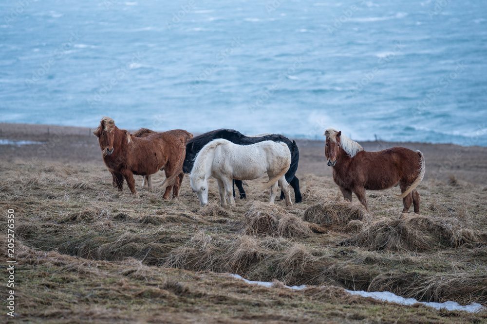 Icelandic horses , with a nice blue background, Iceland. Icelandic horses , with a nice blue background, Iceland.