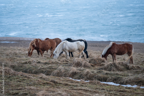Icelandic horses , with a nice blue background, Iceland.