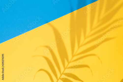 Fotografie Top view of green tropical Areca palm leaf shadow on blue and yellow background