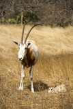 Oryx algazelle, Oryx dammah, jeune et femelle