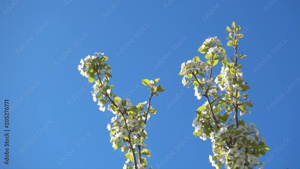 Beautiful apple tree branches with flowers and clear blue sky.