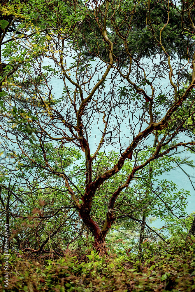 Arbutus tree at the Northwest Pacific coast in British Columbia, Canada Arbutus tree at the Northwest Pacific coast in British Columbia, Canada