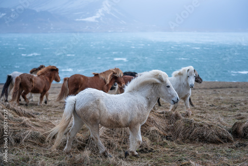 Icelandic horses , with a nice blue background, Iceland.