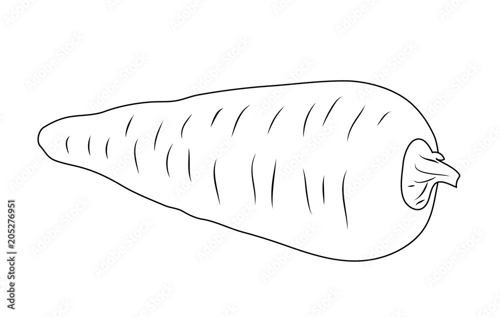 Vector illustration, isolated carrot root in black and white colors, outline hand painted drawing Vector illustration, isolated carrot root in black and white colors, outline hand painted drawing