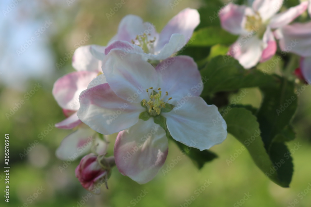 Croxley Green, Rickmansworth, Hertfordshire, England. May 2018. Springtime in Countryside orchard. Croxley Green, Rickmansworth, Hertfordshire, England. May 2018. Springtime in Countryside orchard.