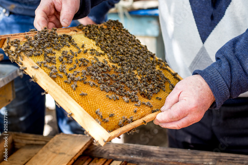 Bees on  honeycomb frame. Beekeeper  keep honeycomb frame in its hands_