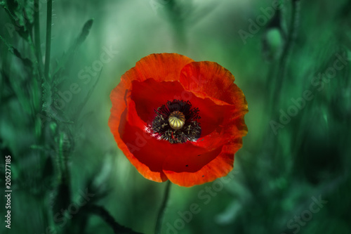 Fototapeta Naklejka Na Ścianę i Meble -  Red poppy on green weeds field. Poppy flowers.Close up poppy head.
