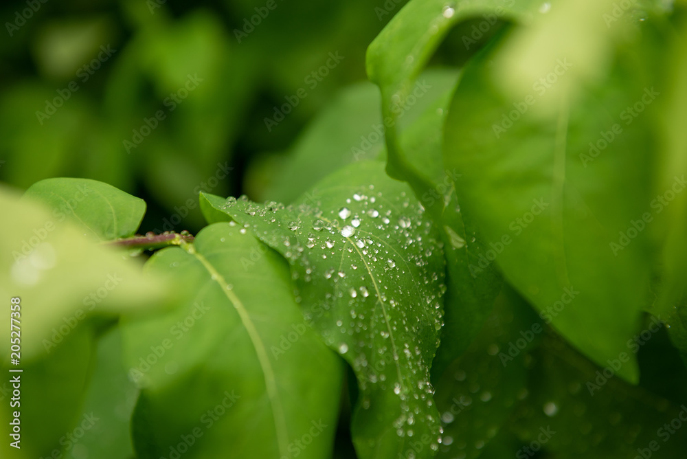 Water pearls on a green leaf after the rain Water pearls on a green leaf after the rain