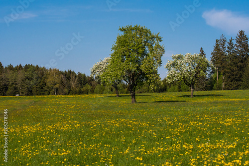 Blühende Hochstammobstbäume