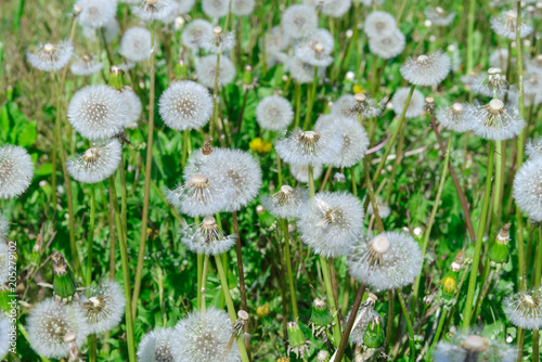 Fototapeta Naklejka Na Ścianę i Meble -  A lot of dandelions