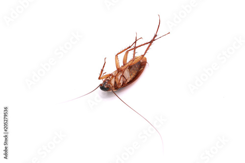 dead cockroach isolated on white background