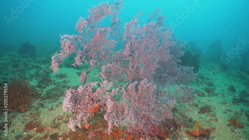 Beautiful soft coral in tropical sea. Wonderful and beautiful underwater world with corals. Philippines, Mindoro.