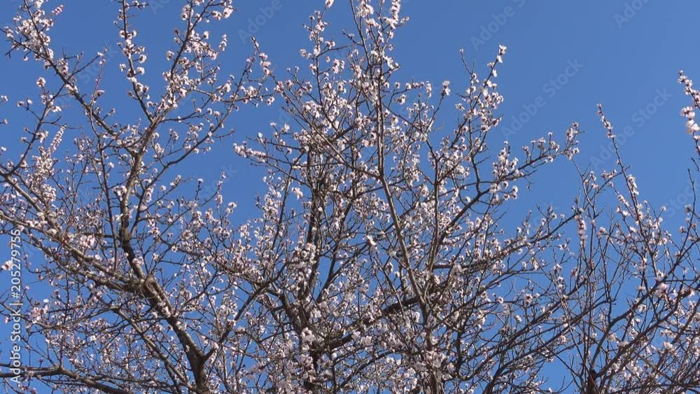 Panorama, spring, beautiful blooming apricot tree in garden. Panorama, spring, beautiful blooming apricot tree in garden.