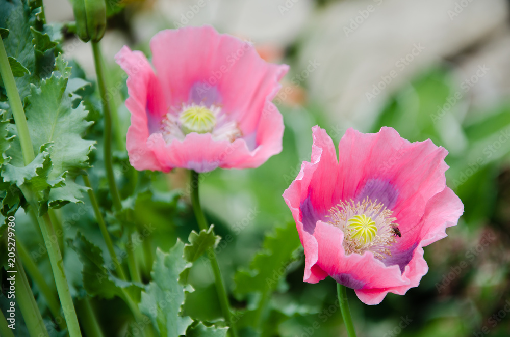 Mohnblumenblüten Mohnblumenblüten