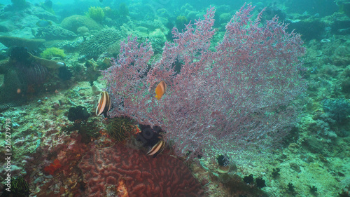 Fototapeta Naklejka Na Ścianę i Meble -  Tropical fish on coral reef at diving. Wonderful and beautiful underwater world with corals and tropical fish. Hard and soft corals. Philippines, Mindoro.
