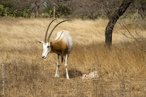 Oryx algazelle, Oryx dammah, jeune et femelle photo