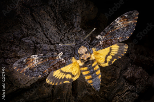 Carta da parati Acherontia atropos on a wooden background