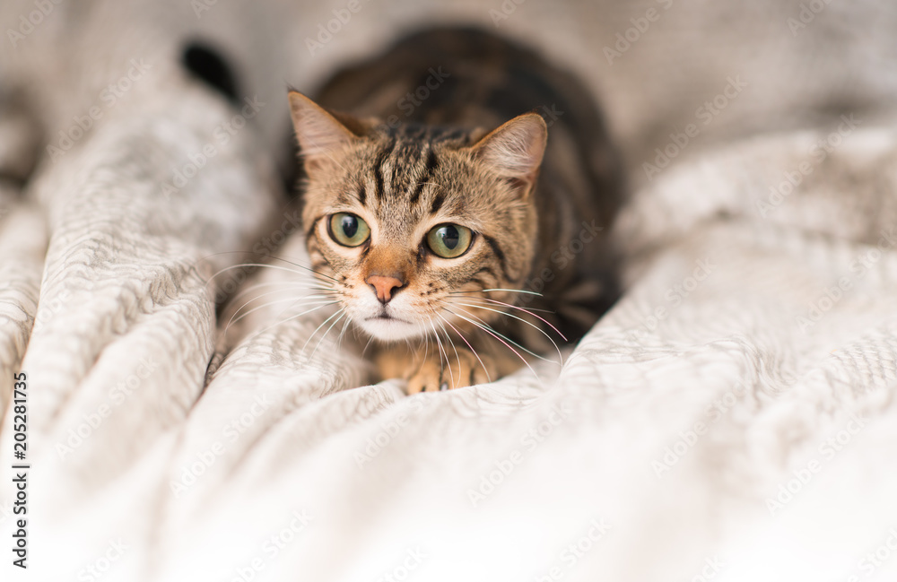 Beautiful domestic cat at home