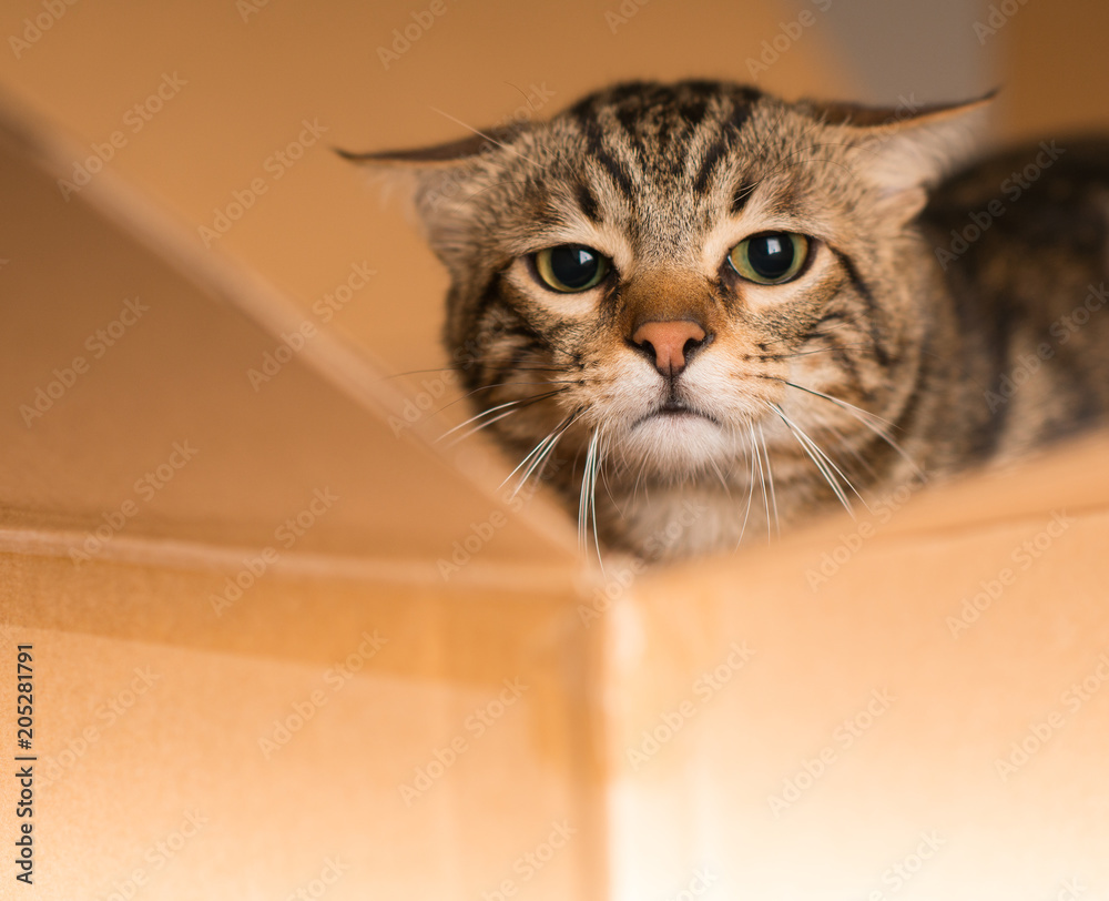 Beautiful cat playing hide and seek in a cardboard box Beautiful cat playing hide and seek in a cardboard box