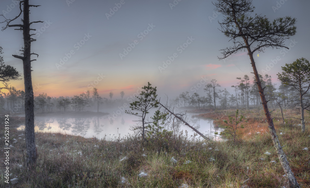 Sunrise at swamp with small pine trees covered in early morning.