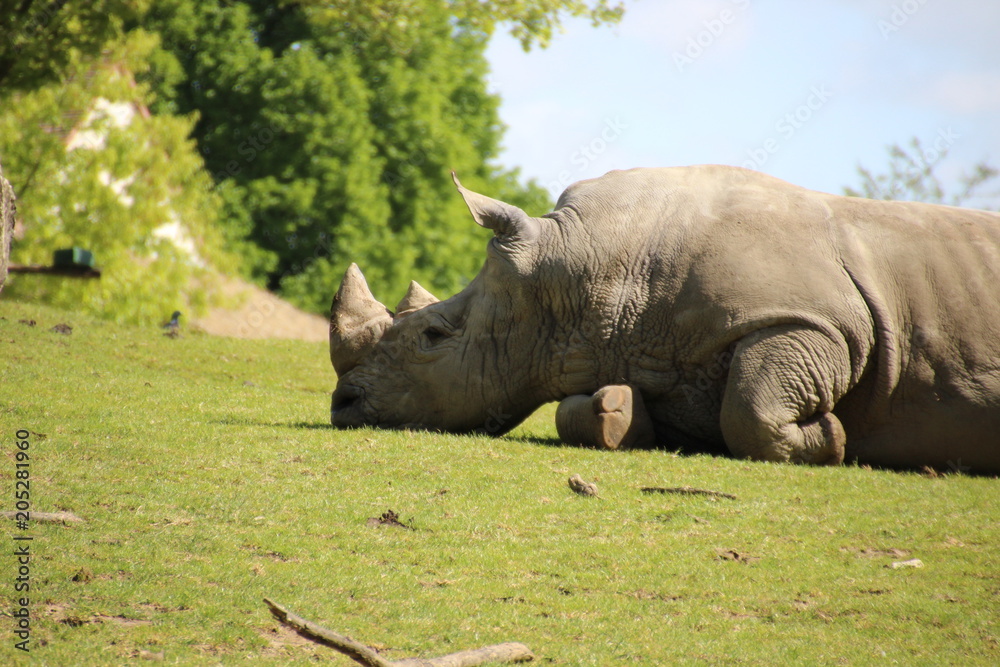 Fototapeta premium Rhinoceros life