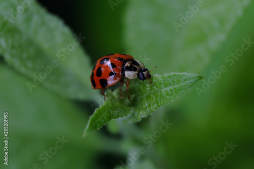 Ladybug - Stockphoto